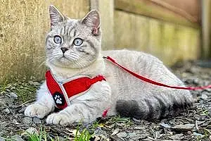 British Shorthair Cat Nancy