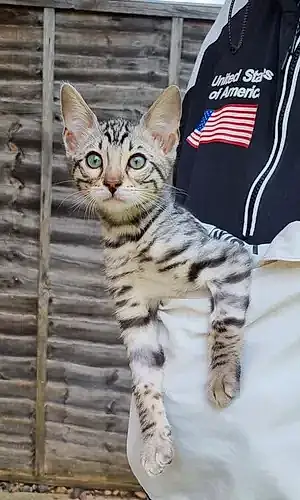 Bengal Cat Arlo