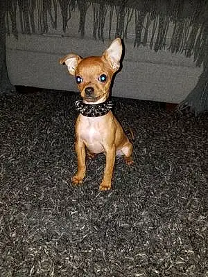 Name Chihuahua Dog Zoey