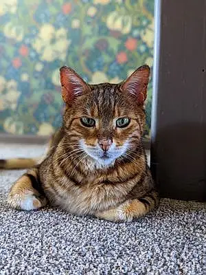Bengal Cat Dexter