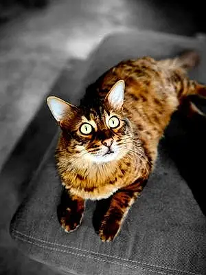 Bengal Cat Meeko