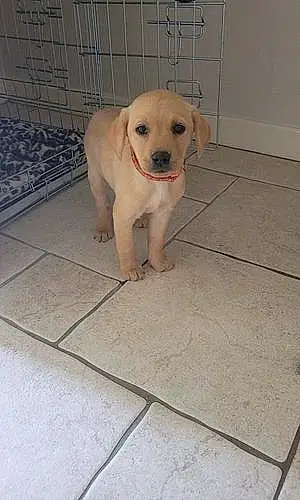 Name Labrador Retriever Dog Nova