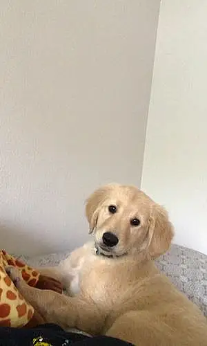 Name Goldendoodle Dog Rocky