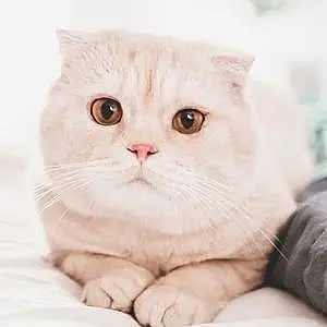 Name Scottish Fold Cat Iggy