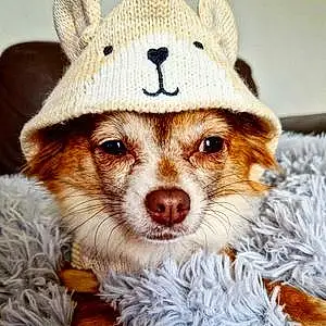Name Chihuahua Dog Dottie