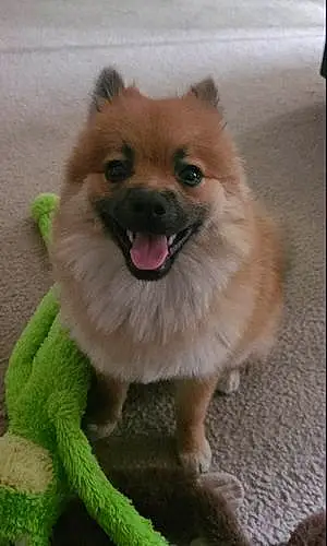Name Pomeranian Dog Goku