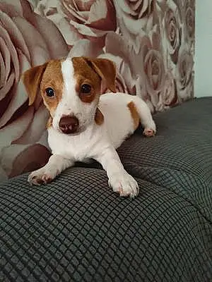 Jack Russell Dog Girly