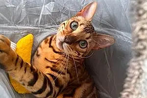 Bengal Cat Kobe