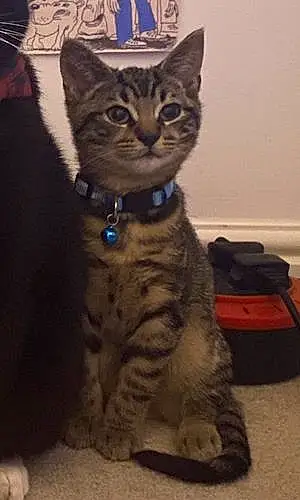 Name Tabby Cat Juno