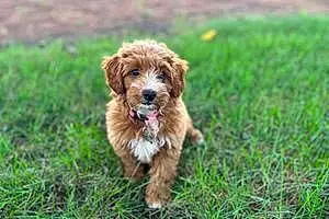 Name Goldendoodle Dog Jovi