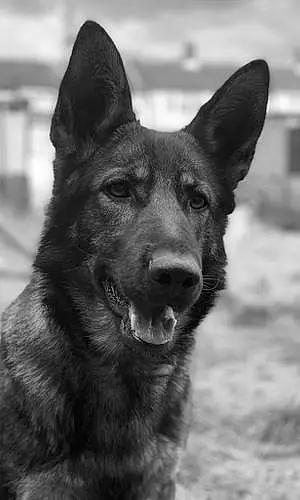 Name German Shepherd Dog Kami
