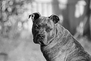 Name American Bulldog Dog Dutch