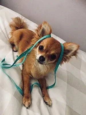 Name Chihuahua Dog Lady