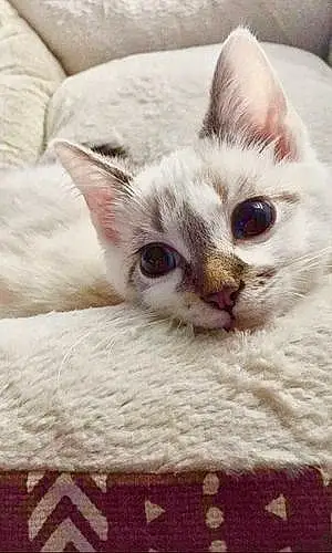 Siamese Cat Marshmallow