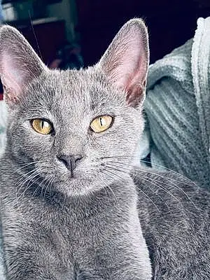 Russian Blue Cat Moe