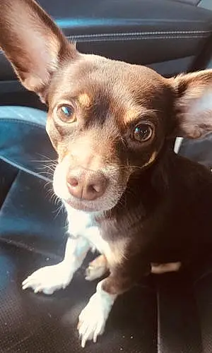 Chihuahua Dog Puppy