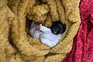 Chihuahua Dog Aira