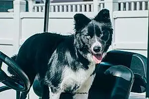 Border Collie Dog Milo