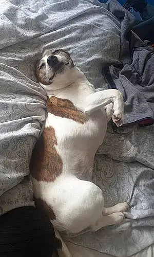 Name Jack Russell Dog Dave