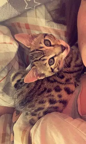 Bengal Cat Milo