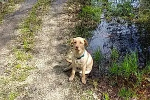 Labrador Retriever Dog Emerson