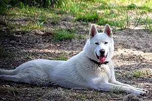 Name Husky Dog Bodhi