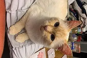 Siamese Cat Pussy Cat