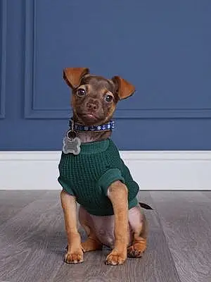 Chihuahua Dog Paco