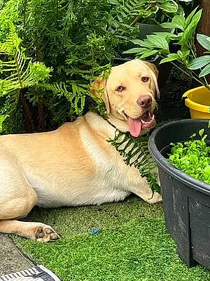 Labrador Retriever Dog Juniper