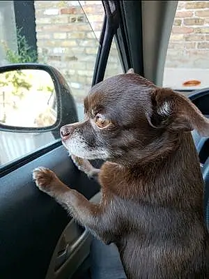 Chihuahua Dog Akasha