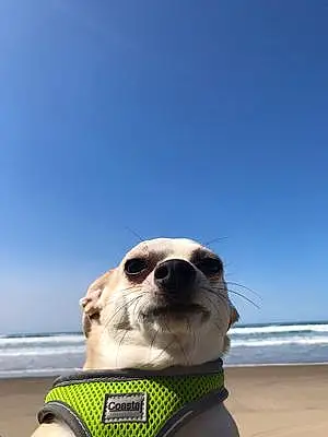 Chihuahua Dog Milo
