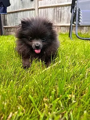 Name Pomeranian Dog Marley