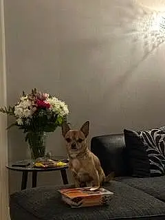 Chihuahua Dog Piccolo