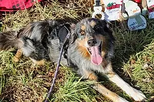 Australian Shepherd Dog Jaxson