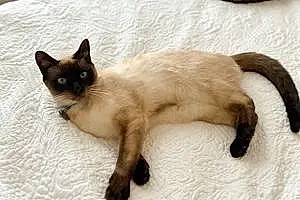 Siamese Cat Henny