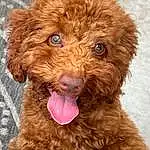 Brown, Dog, Dog breed, Water Dog, Carnivore, Liver, Companion dog, Snout, Poodle, Furry friends, Canidae, Terrier, Dog Collar, Working Animal, Yorkipoo, Toy Dog, Maltepoo, Labradoodle, Poodle Crossbreed