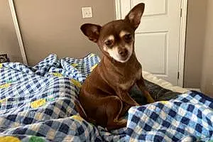 Chihuahua Dog Winnie