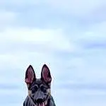 Sky, Dog, Plant, Cloud, Dog breed, Carnivore, Fawn, Companion dog, Grass, Snout, Grassland, Working Animal, Terrestrial Animal, Herding Dog, Toy Dog, Whiskers, Prairie, Paw, Working Dog