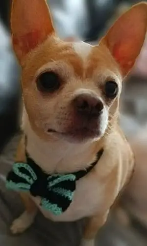 Chihuahua Dog Niko