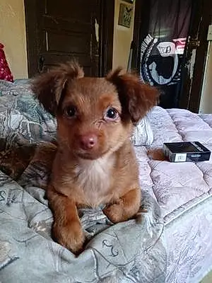 Chihuahua Dog Teddy Bear