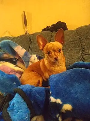 Chihuahua Dog Cinnmon
