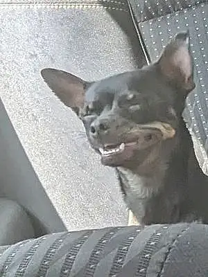 Chihuahua Dog Lexi