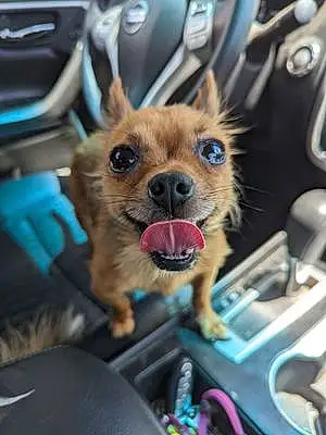 Chihuahua Dog Kobe