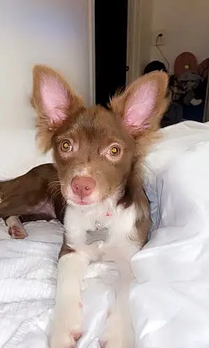 Chihuahua Dog Brownie