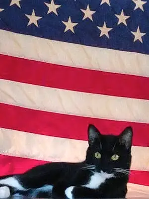 Name American Shorthair Cat Rocky