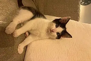 Name American Shorthair Cat Minnie