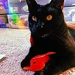 Cat, Felidae, Carnivore, Small To Medium-sized Cats, Whiskers, Pet Supply, Snout, Tail, Window, Comfort, Furry friends, Black cats, Domestic Short-haired Cat, Cat Supply, Carmine, Paw, Fish, Claw