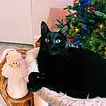 Christmas Tree, Cat, Carnivore, Window, Felidae, Small To Medium-sized Cats, Fawn, Whiskers, Tree, Tail, Black cats, Furry friends, Toy, Event, Domestic Short-haired Cat, Doll, Art, Conifer, Wig, Holiday