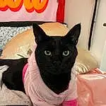 Cat, Felidae, Carnivore, Small To Medium-sized Cats, Comfort, Whiskers, Bombay, Snout, Tail, Black cats, Cat Supply, Domestic Short-haired Cat, Furry friends, Room, Linens, Magenta, Sitting, Logo