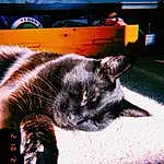 Cat, Felidae, Carnivore, Small To Medium-sized Cats, Comfort, Whiskers, Couch, Snout, Tints And Shades, Bombay, Black cats, Furry friends, Electric Blue, Domestic Short-haired Cat, Rectangle, Tail, Terrestrial Animal, Linens, Font, Pattern